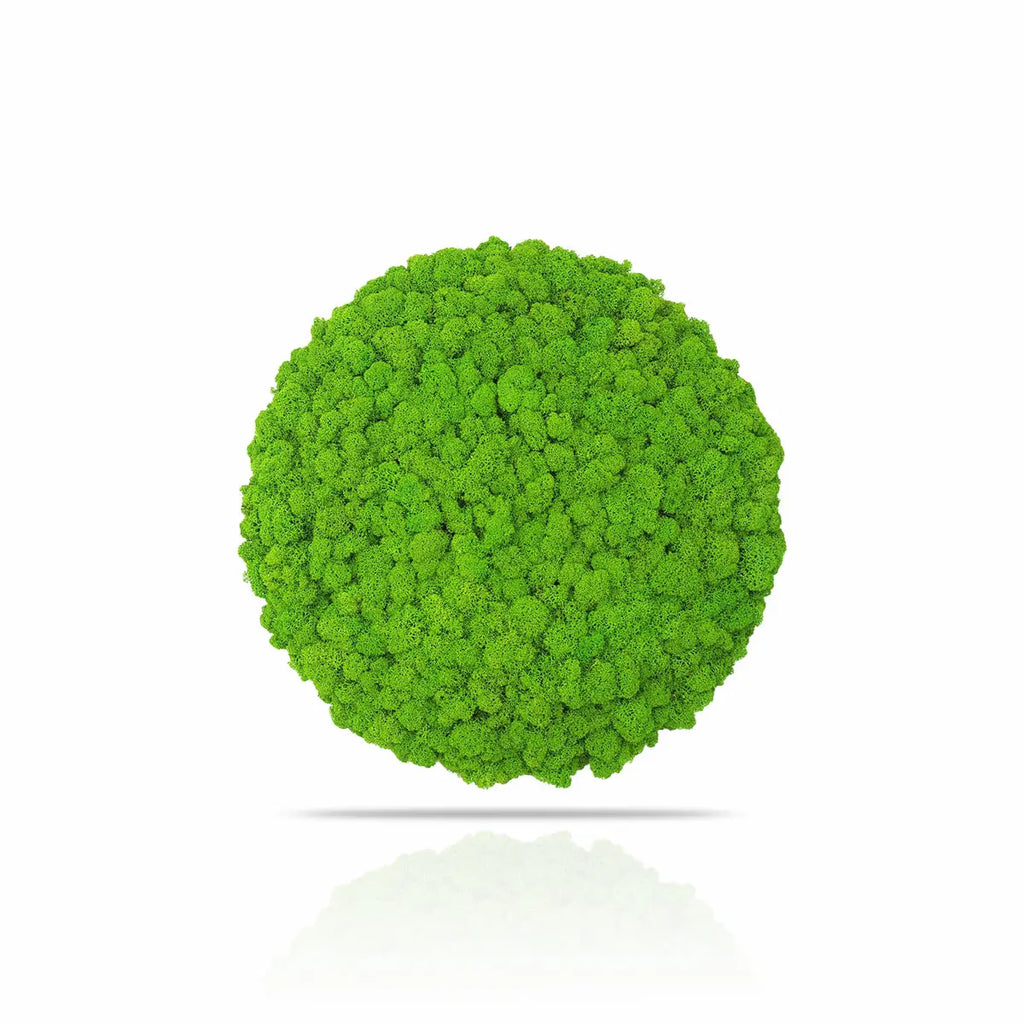 Preserved Reindeer Moss Wall Panel - Round - Frameless