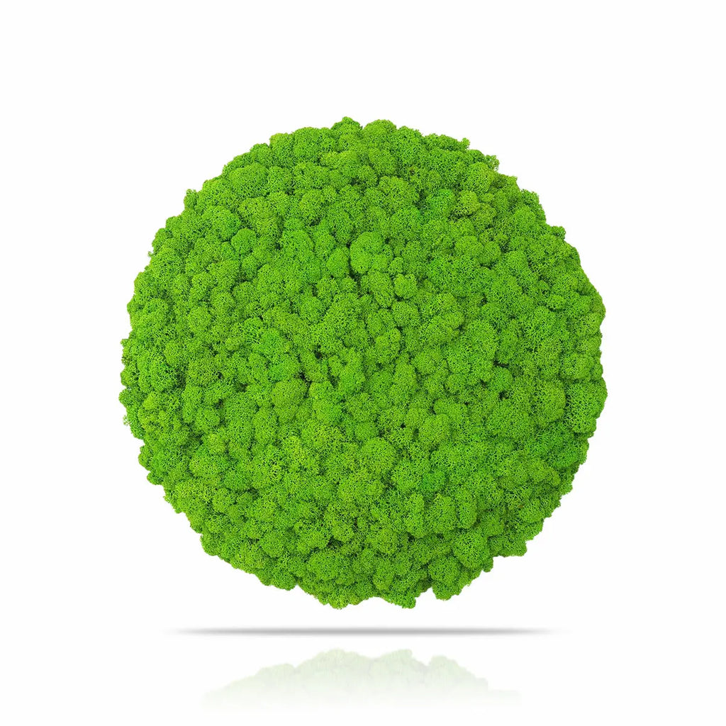 Preserved Reindeer Moss Wall Panel - Round - Frameless