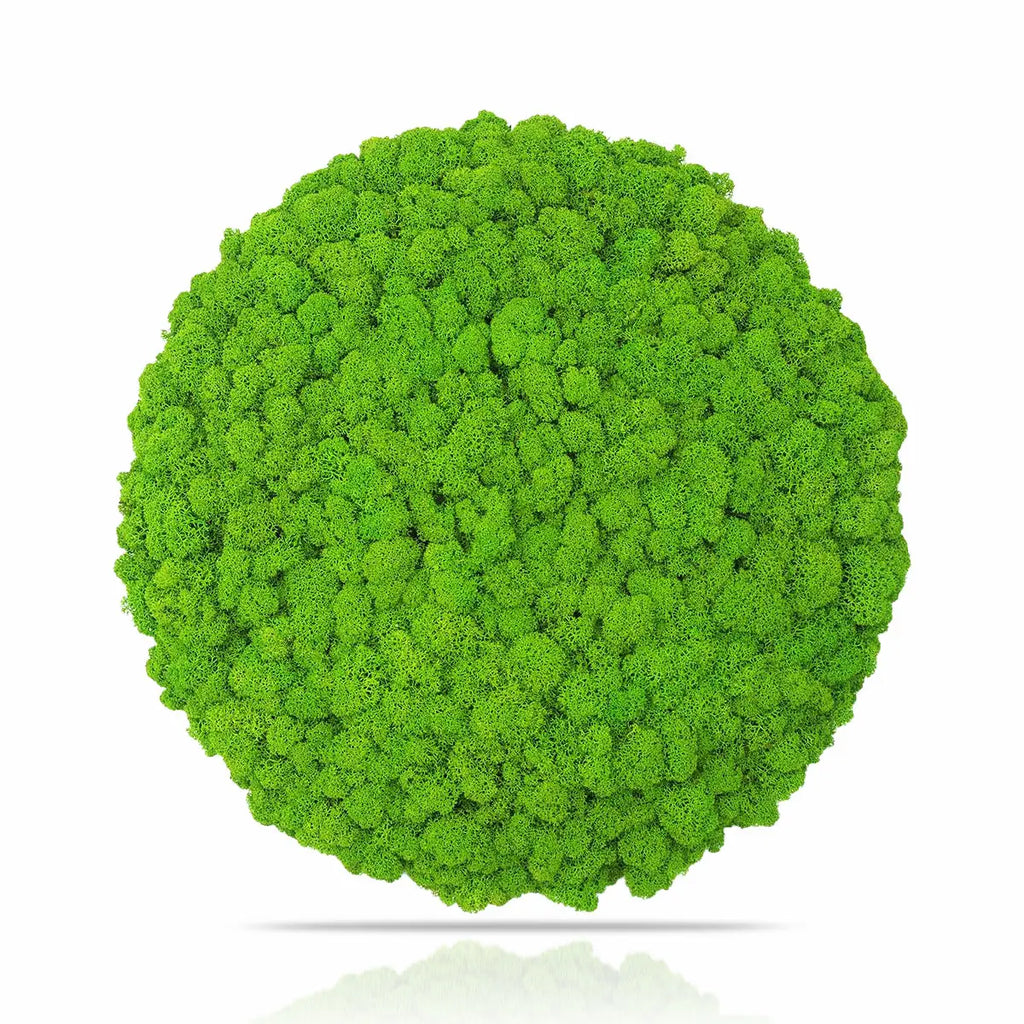 Preserved Reindeer Moss Wall Panel - Round - Frameless