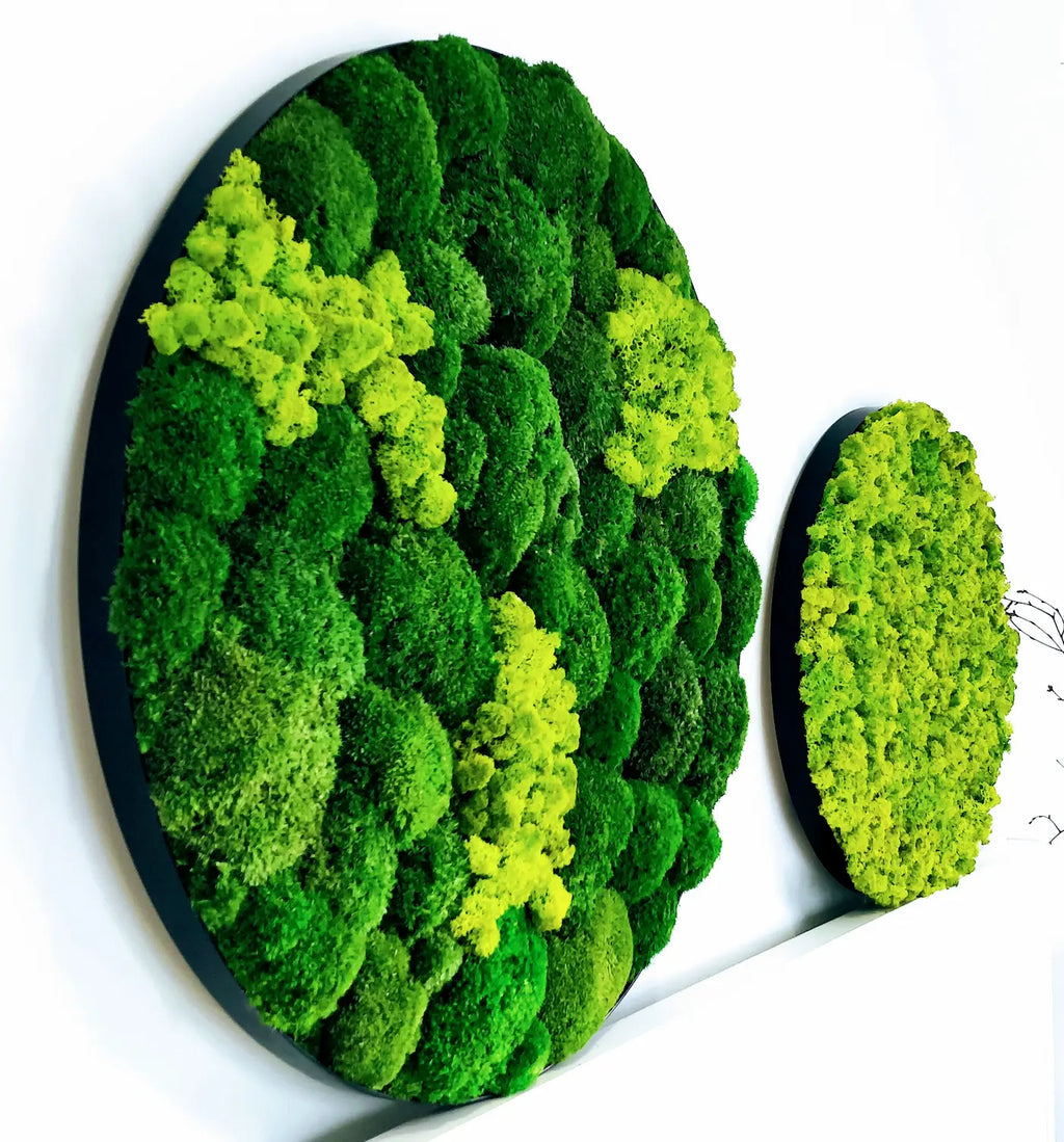 Preserved Reindeer Moss Wall Panel - Round - Frameless