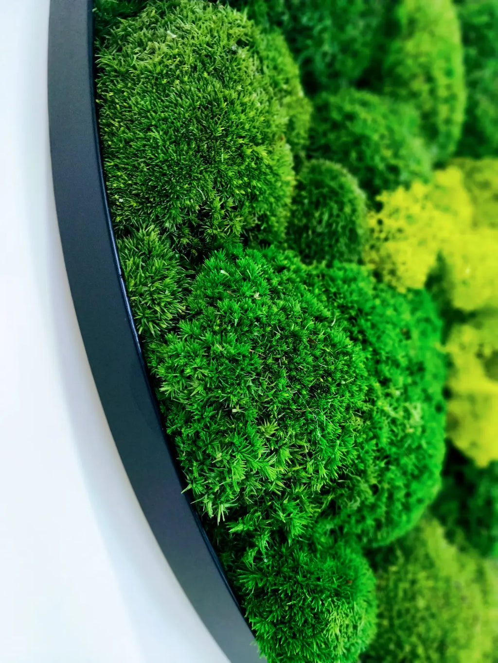 Preserved Reindeer Moss Wall Panel - Round - Frameless