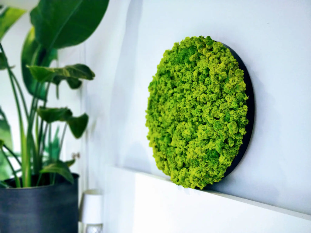 Preserved Reindeer Moss Wall Panel - Round - Frameless