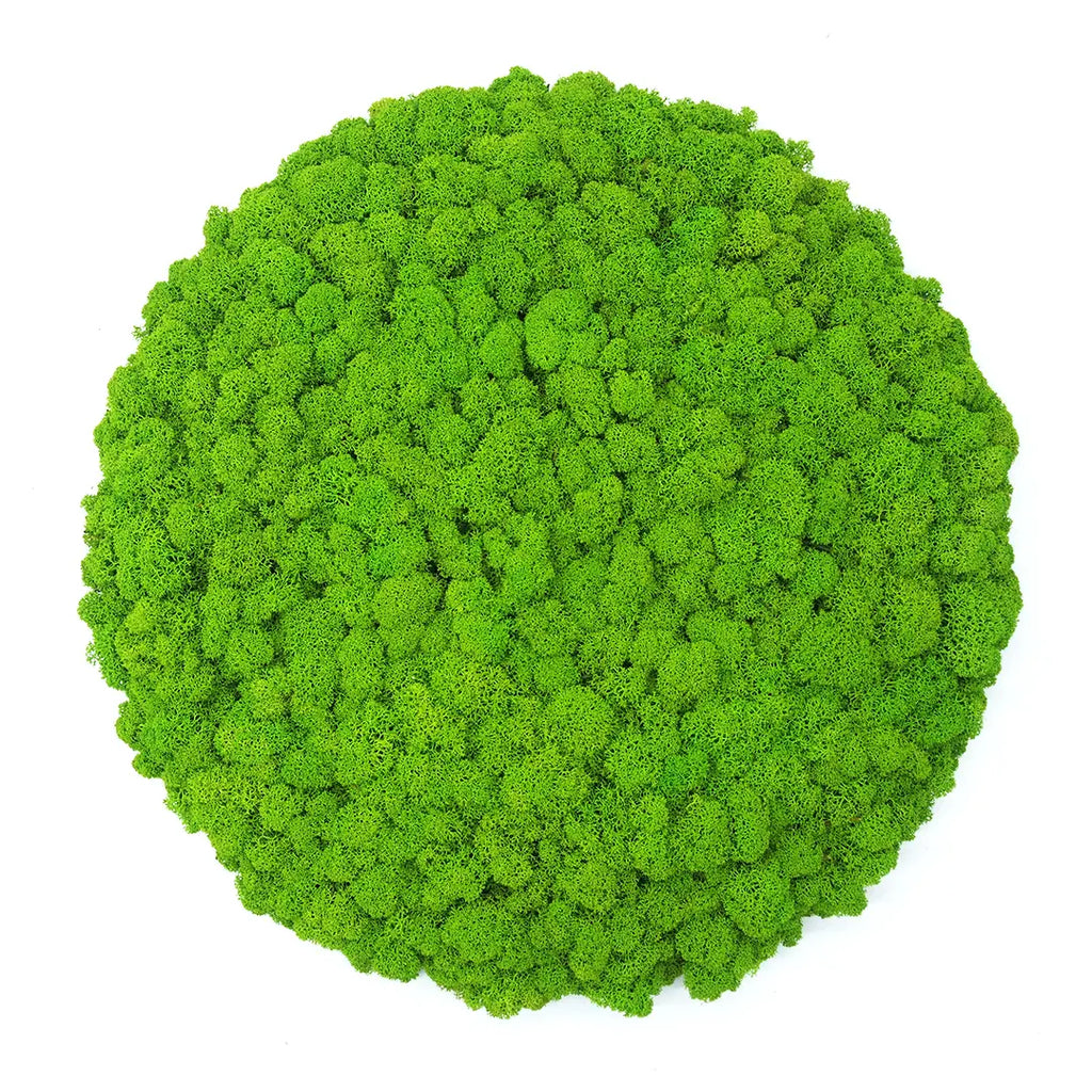 Round Panel MOMO preserved moss-DecorMania